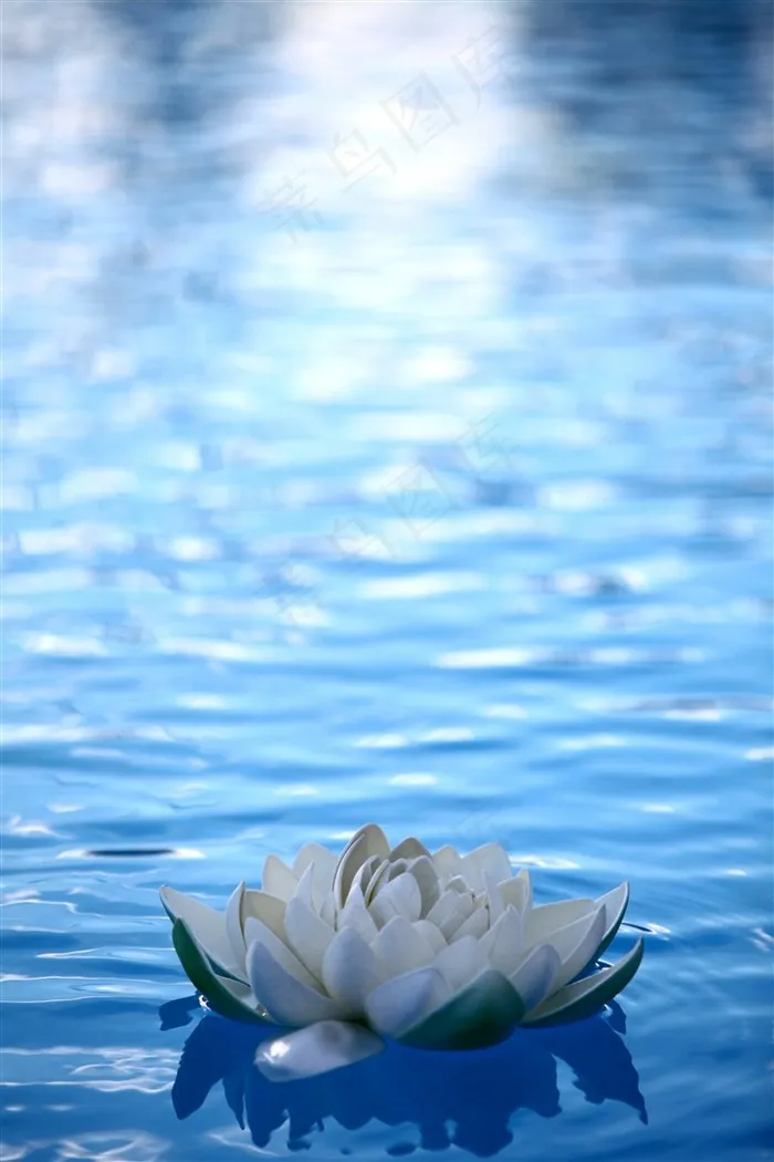 蓝色水中美丽的白荷花