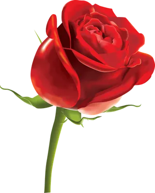 鲜花玫瑰免扣素材