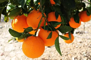 树上新鲜的橙子