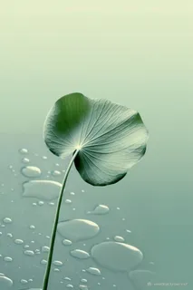 荷叶节气水滴宁静背景图
