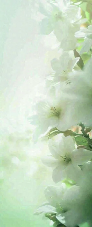 白色清新花朵朦胧唯美意境，鲜花摄影图