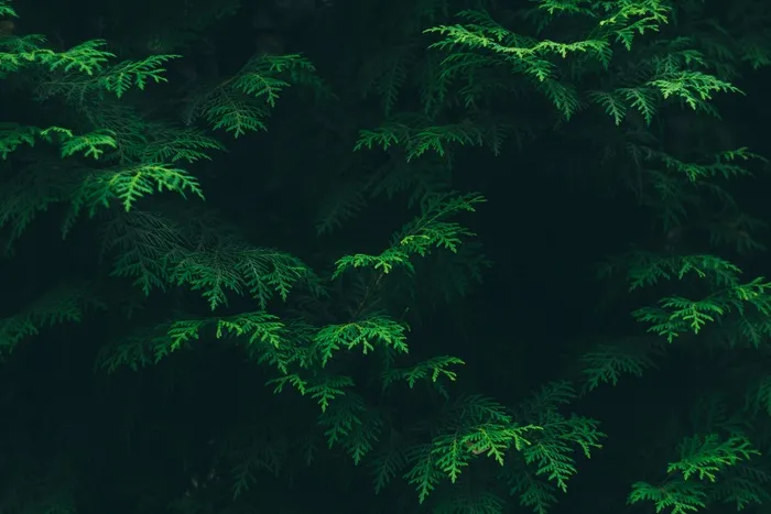 针叶树, 针叶, 常绿, 绿色, 环境