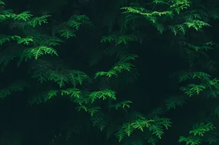 针叶树, 针叶, 常绿, 绿色, 环境