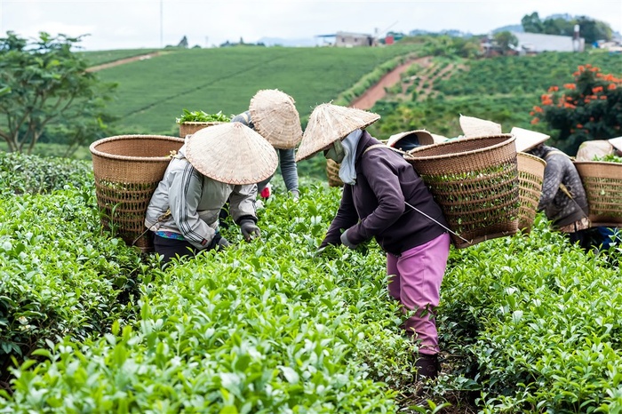 采茶的茶农高清图片