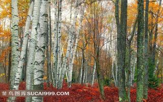 唯美白桦林里的红叶小灌木