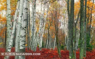 唯美白桦林里的红叶小灌木
