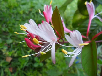 金银花图片下载 金银花图片下载