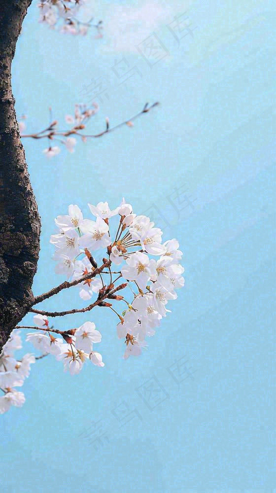 春天开满花朵的树冠仰拍蓝色天空，立春，春分摄影图(816x1456)