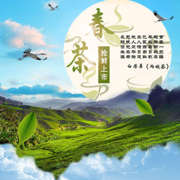 广告产品春茶上市茶叶素材psd模版下载