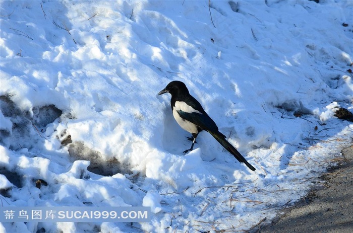 雪地上的喜鹊
