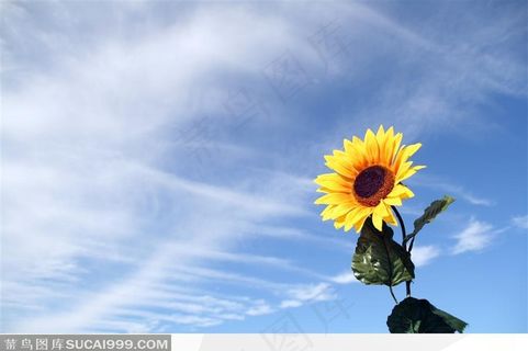 蓝天白云下的一朵向日葵特写