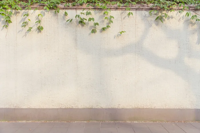 墙壁藤蔓院墙