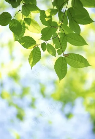 春天叶子背景图片