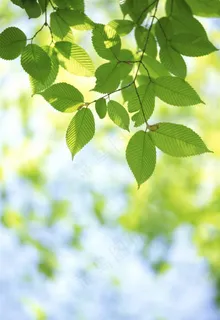 春天叶子背景图片 春天叶子背景图片