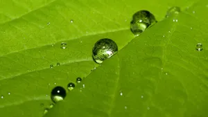 snoqualmiedew