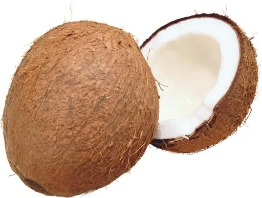 PNG 椰子免抠(3984x3014)