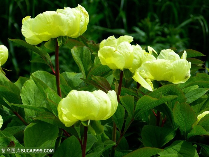 唯美牡丹花鲜花摄影图片