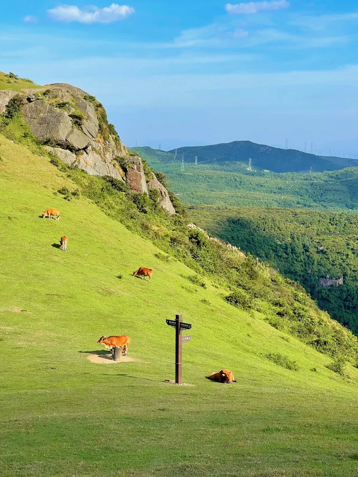 美丽山坡上的牛群