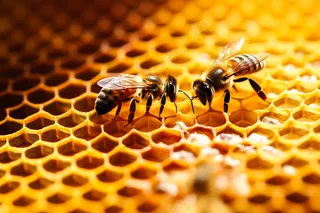 蜂蜜蜜蜂蜂巢细节特写摄影图