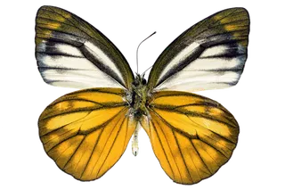 蝴蝶 彩蝶 花蝴蝶 动物 昆虫 免抠