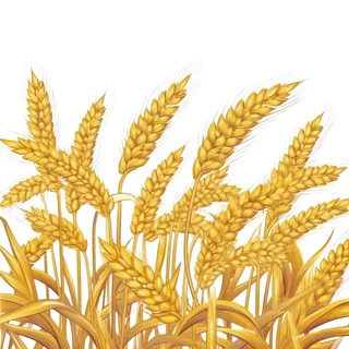 小麦麦穗金黄免抠