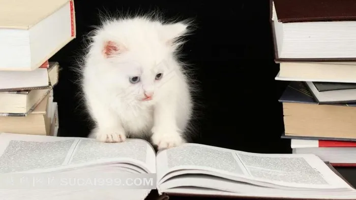 正在看书的白色猫咪