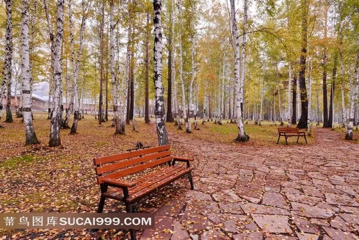 白桦林里的长凳