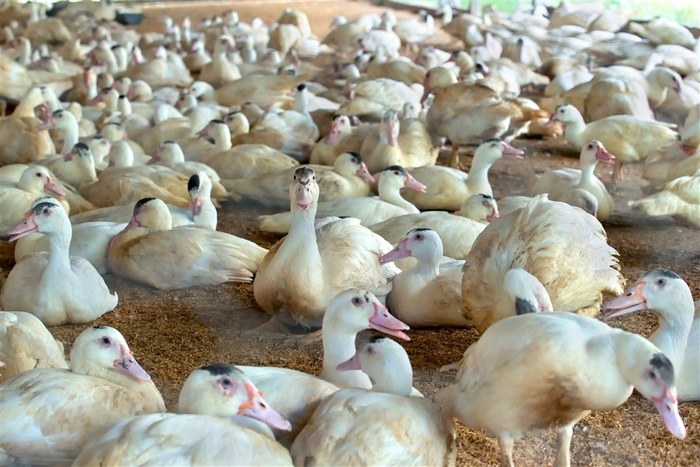 饲养场里的鸭群