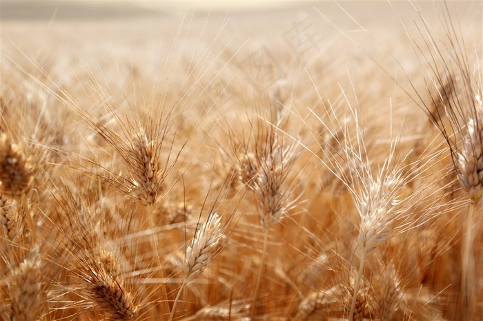 地里肆意生长的农作物摄影