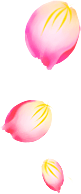 花瓣花朵免扣图片 