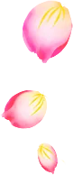 花瓣花朵免扣图片 