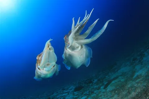 海洋墨鱼动物高清图片