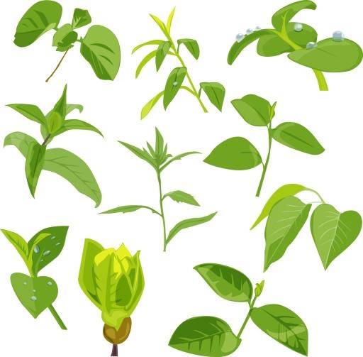 绿叶图片 PNG免抠