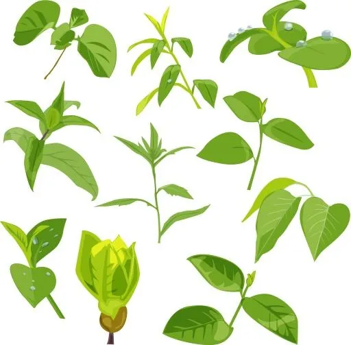 绿叶图片 PNG免抠(2900x2852)