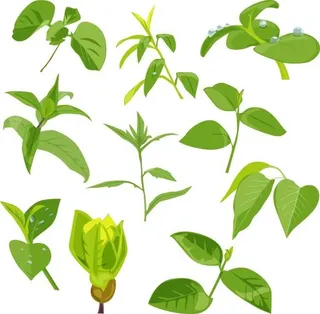 绿叶图片 PNG免抠