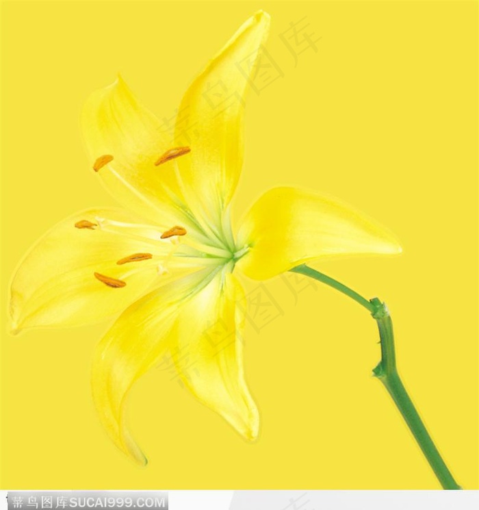 黄色百合花