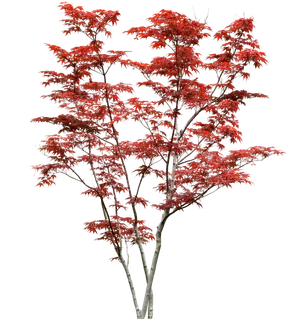 高清树木素材 免抠PSD植物素材 美术绘画园林贴图 树草灌木花草