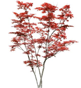 高清树木素材 免抠PSD植物素材 美术绘画园林贴图 树草灌木花草