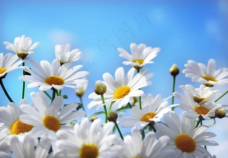 菊花背景素材 菊花背景素材