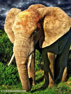 昏暗天空下的泰国大象图片 昏暗天空下的泰国大象图片