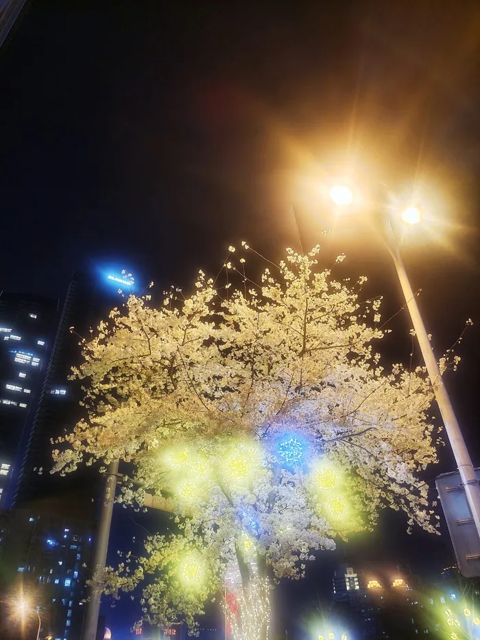 灯光下的樱花“樱花节”