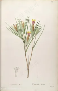 雷杜德原版高清唯美树枝花草图谱素材