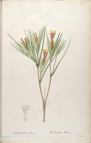 雷杜德原版高清唯美树枝花草图谱素材