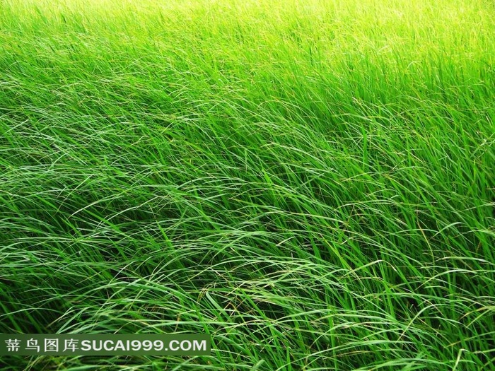 被风吹过的草地