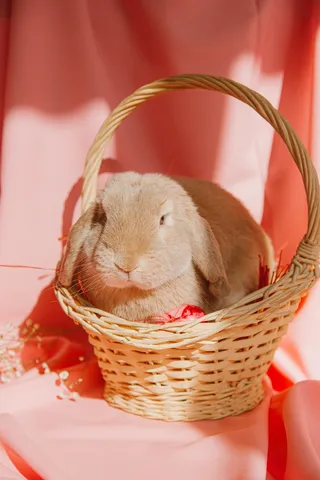 白色可爱兔子摄影素材