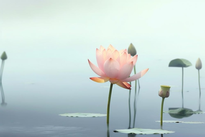 简约雾面荷花池塘背景(1344x896)