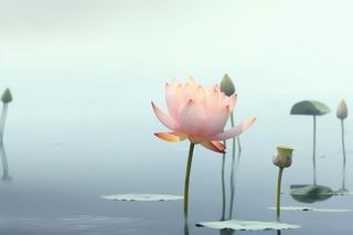 简约雾面荷花池塘背景