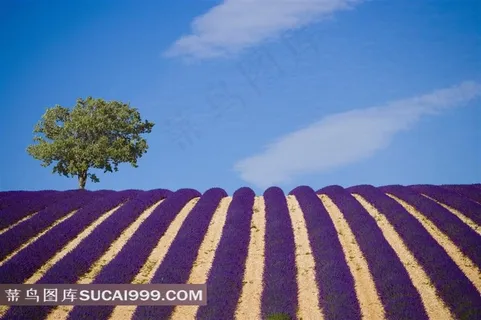 蓝天与紫色薰衣草图片