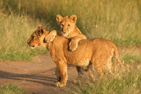 高清狮子图片素材下载 高清狮子图片素材下载