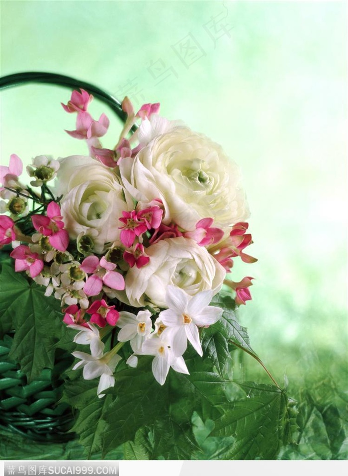 花束物语-白色的玫瑰